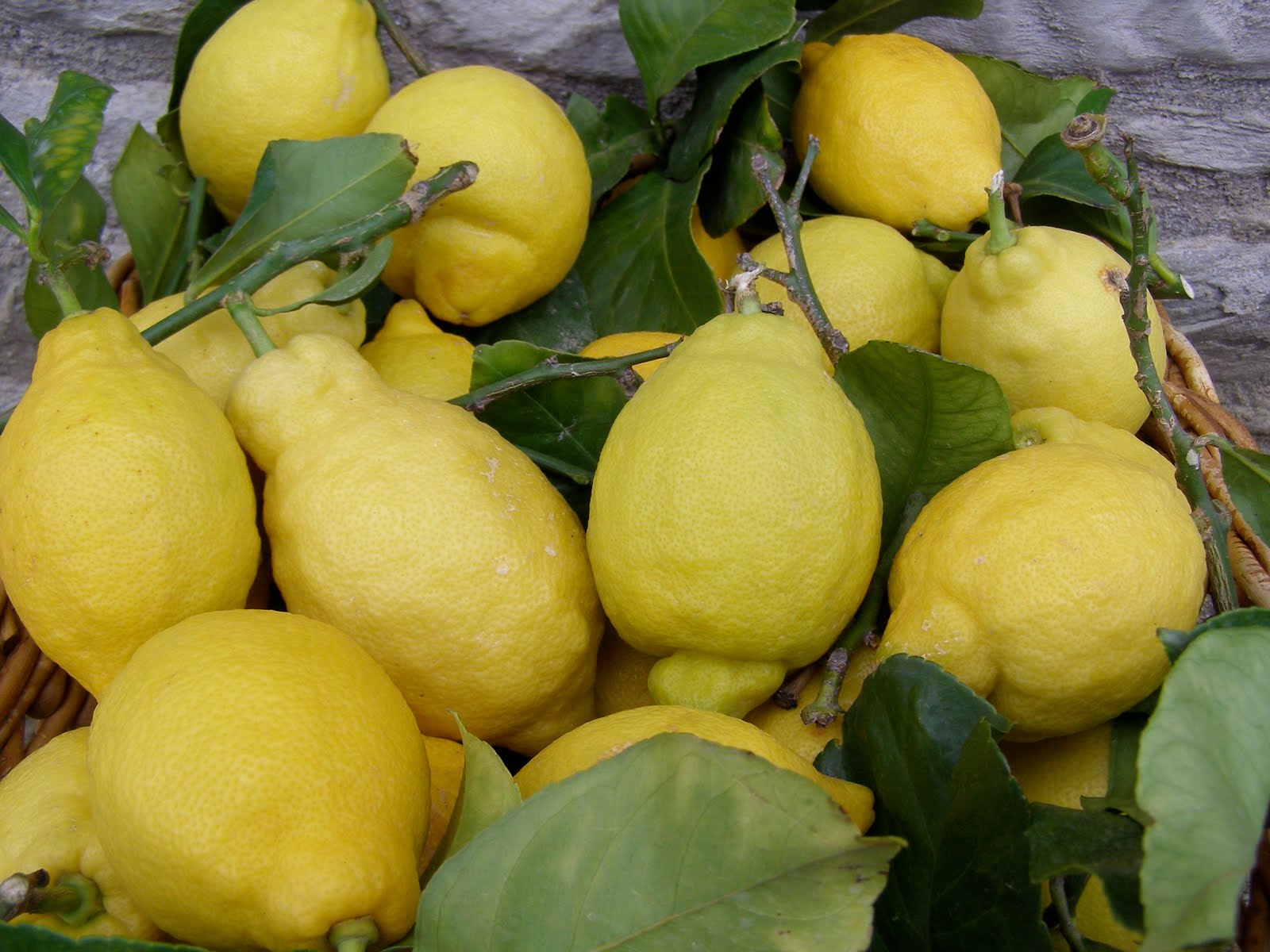 Амальфи лимоны